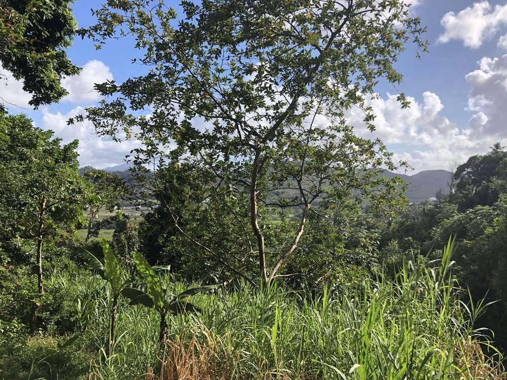 6,300 Sq. Ft. Land For Sale at Goodlands, Castries