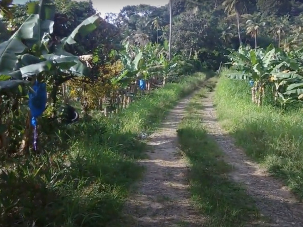 6 acres farm land for sale in micoud st lucia