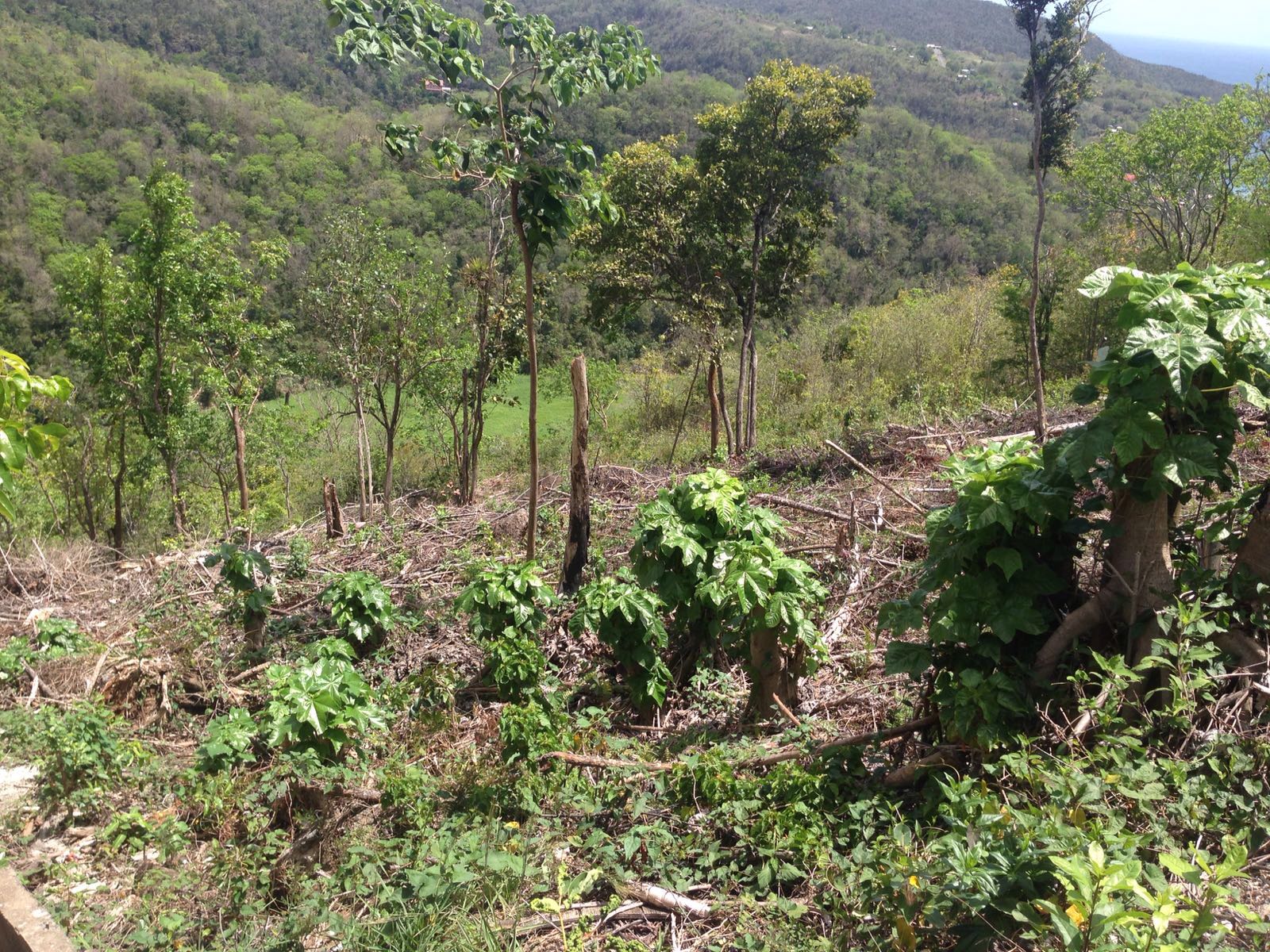 land for sale in st lucia