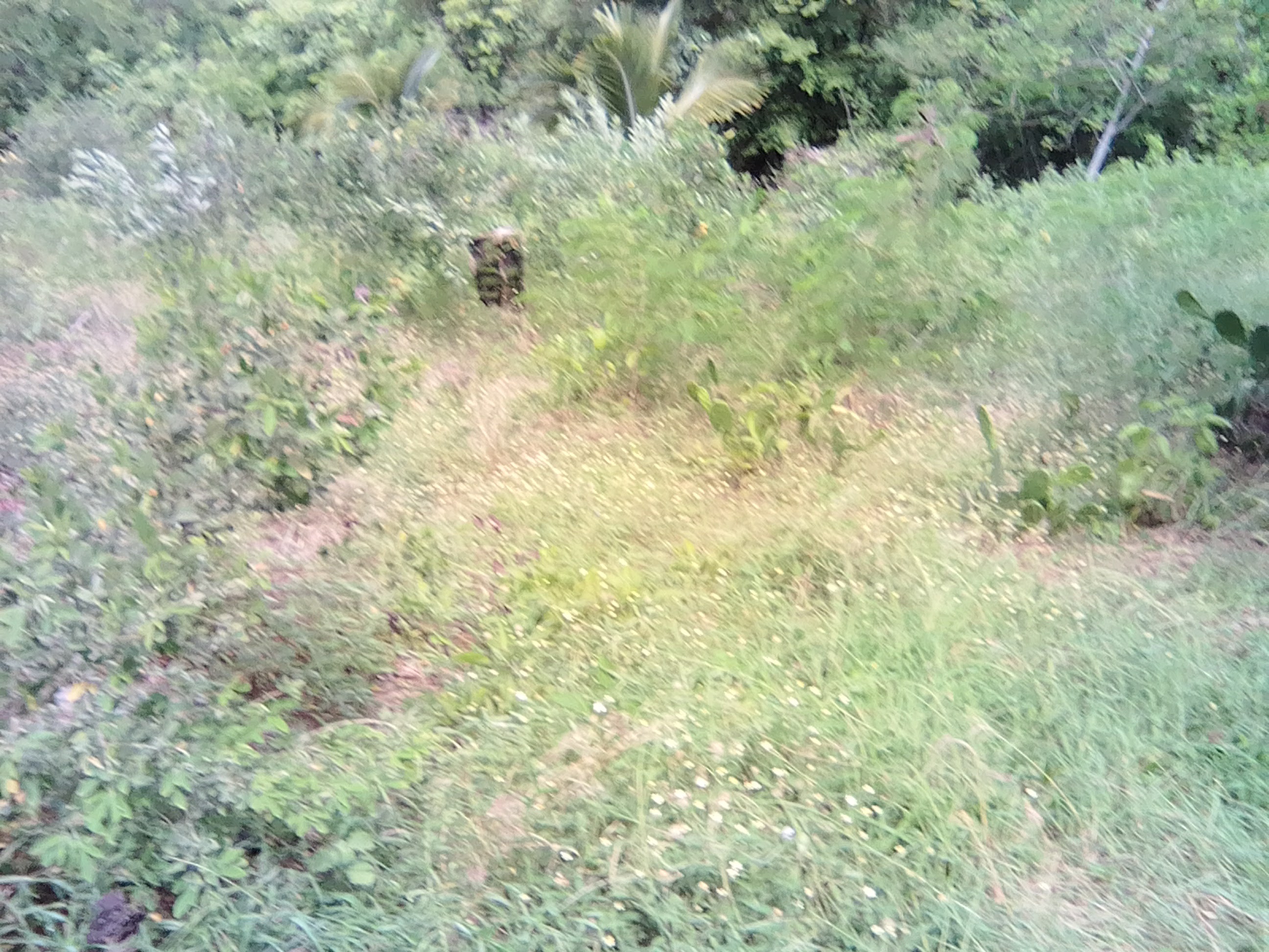 underdeveloped land for sale in rodney bay