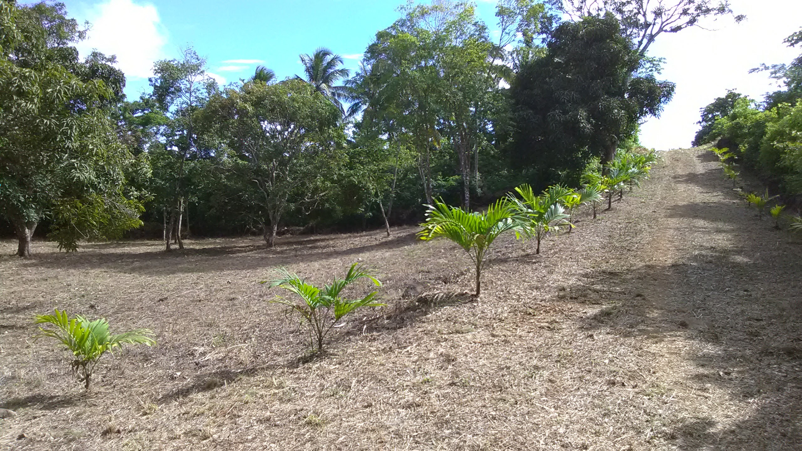 1.26 Acre lot at Cacoa Vieux-Fort for Sale with Jetliner Views