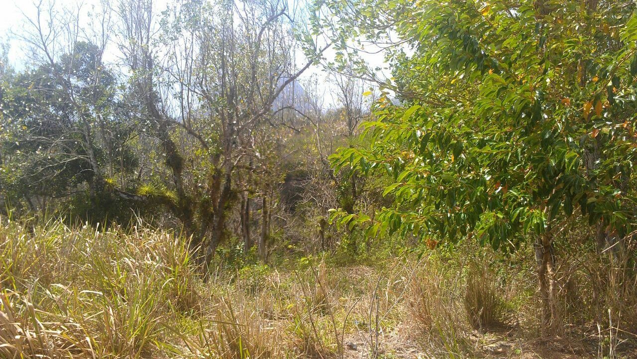 Very Gently Sloping Land for Sale at La Fargue Choiseul