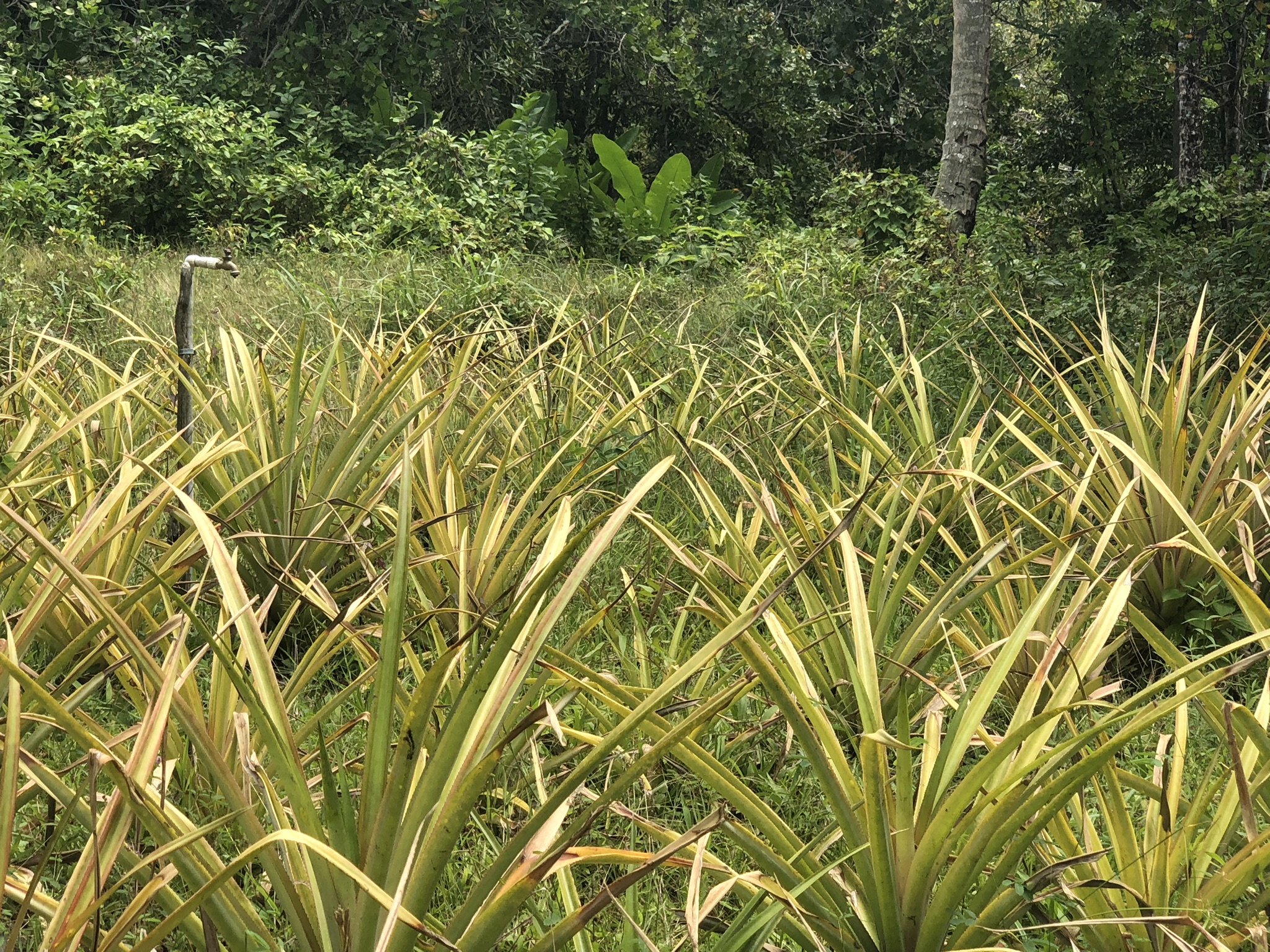Agricultural Land – Flat to gently sloping for sale in Laborie