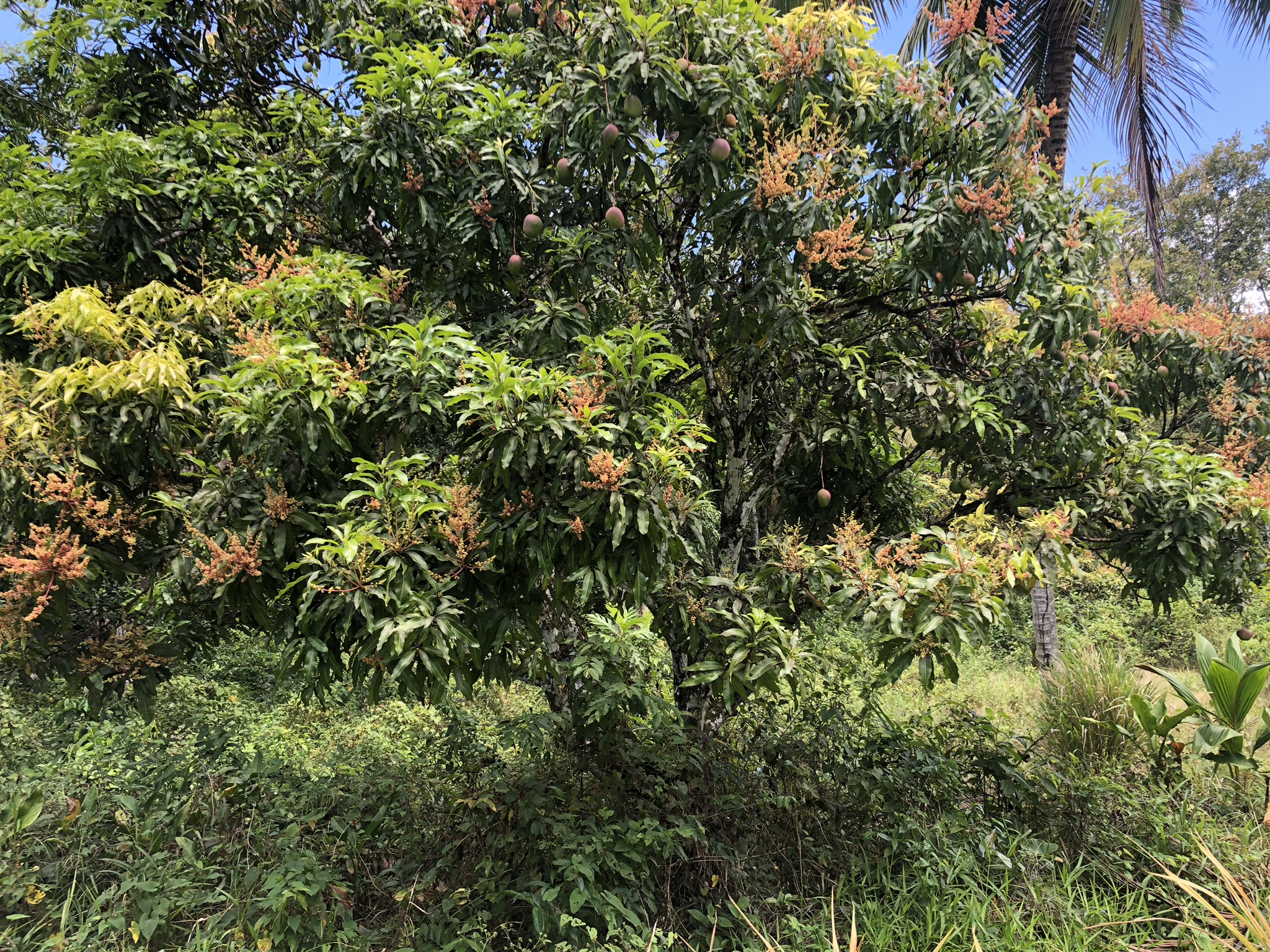 Agricultural Land – Flat to gently sloping for sale in Laborie