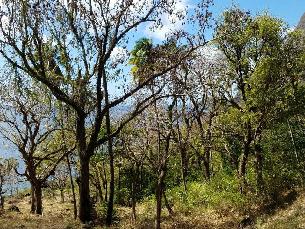 27 Acres Beach Front Land for Sale Near Sugar Beach Resort