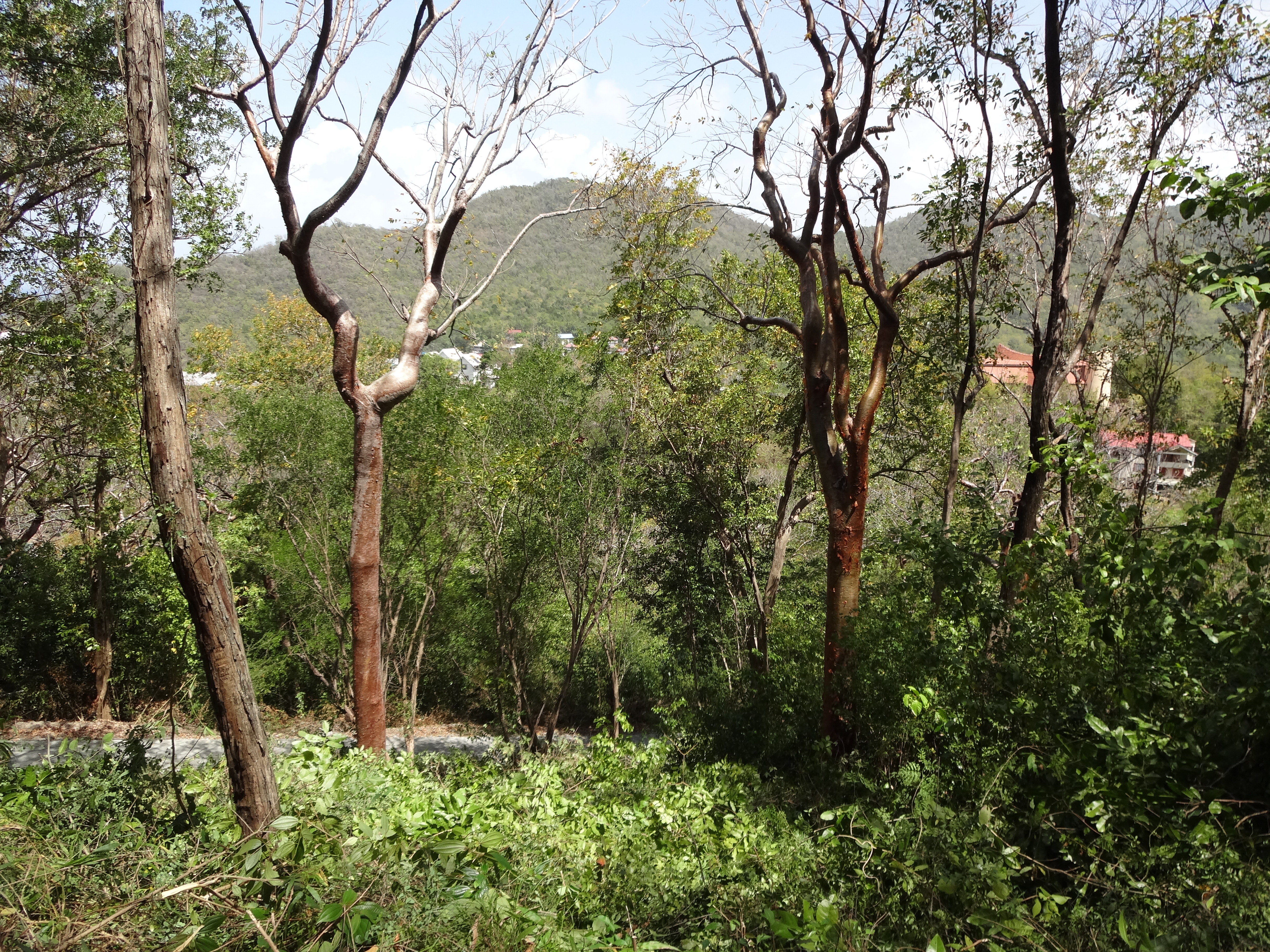Land for Sale in Marigot overlooking the Marigot Bay harbour
