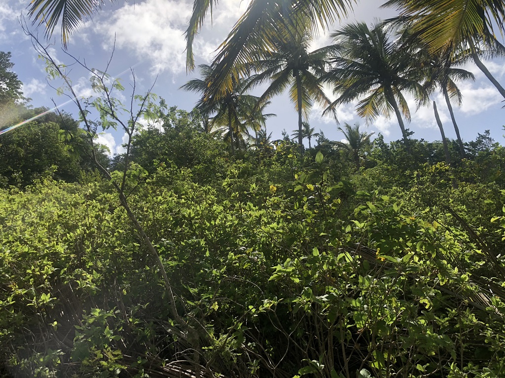 Property Deal at Morne Le Blanc, Laborie