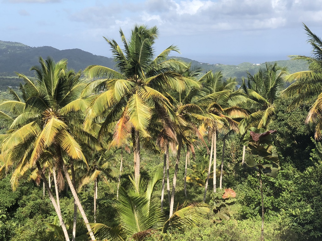 Property Deal at Morne Le Blanc, Laborie