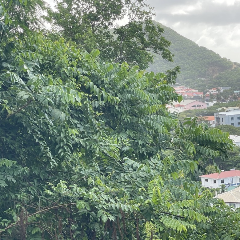 cheap apartments for rent in st lucia