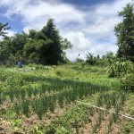 land for sale in augier