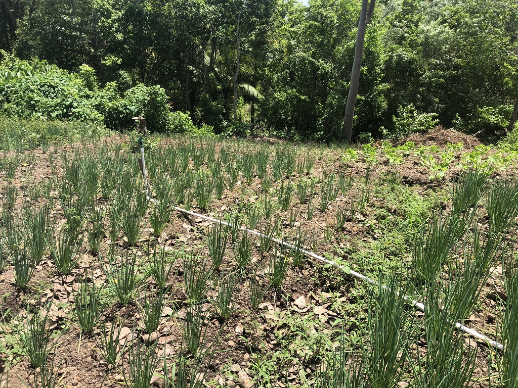 Lot For Sale in Augier Vieux Fort, LC Saint Lucia