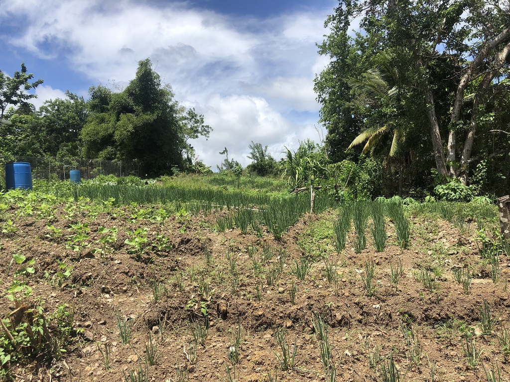 Lot For Sale in Augier Vieux Fort, LC Saint Lucia
