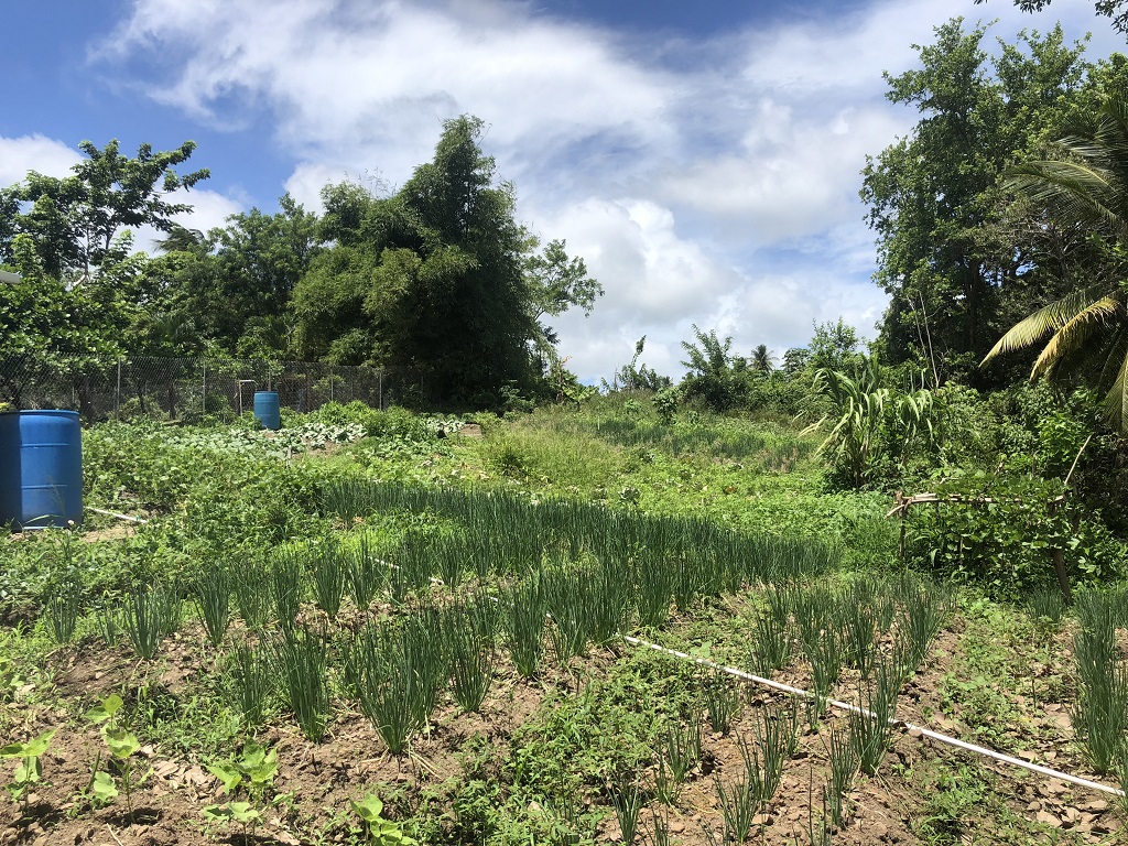 Lot For Sale in Augier Vieux Fort, LC Saint Lucia