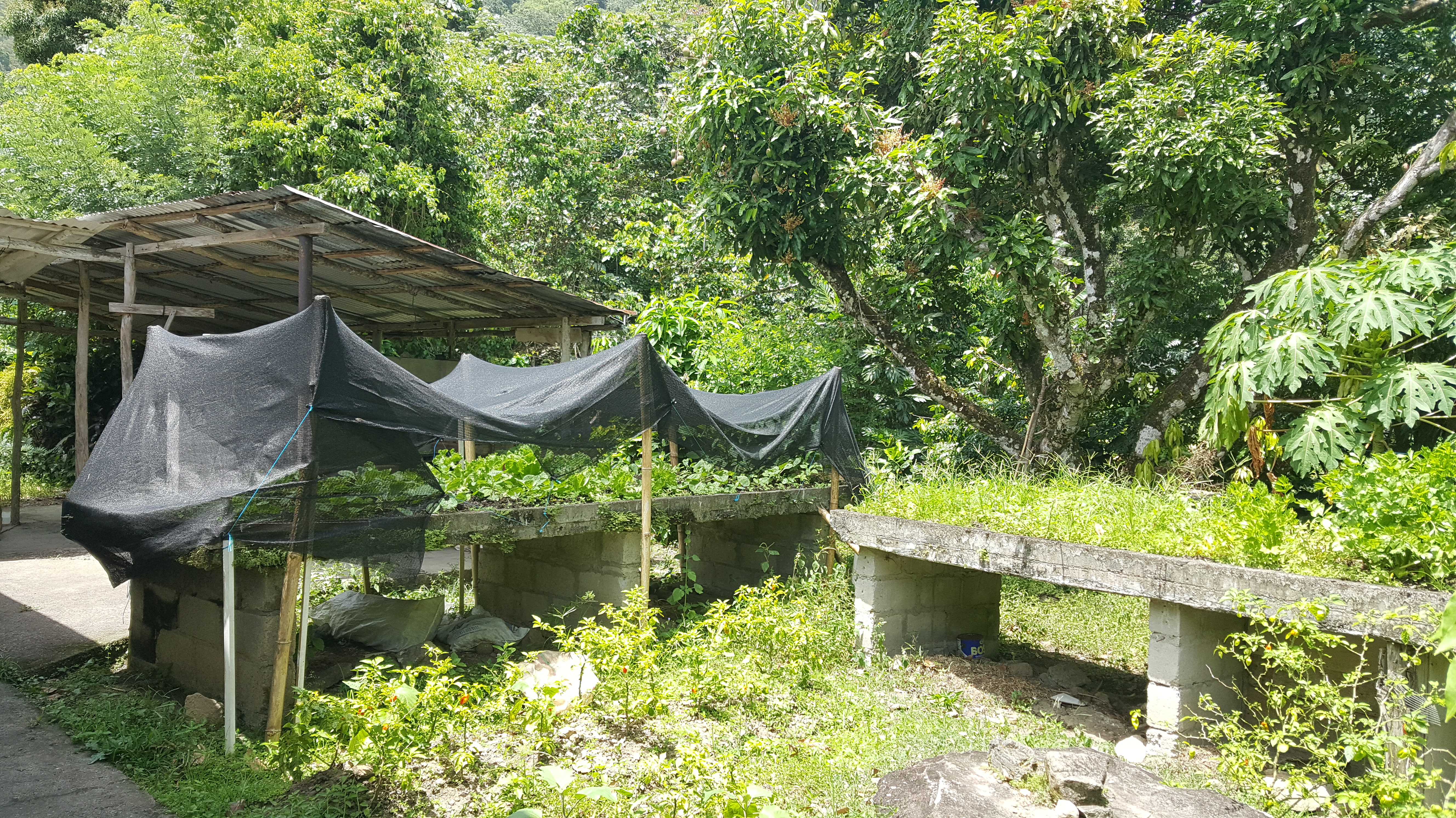 homes for sale st lucia property deals