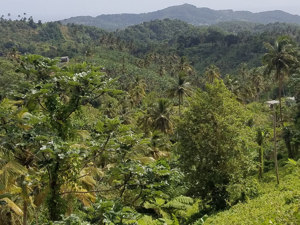 Agriculture Land For Sale St Lucia, LC