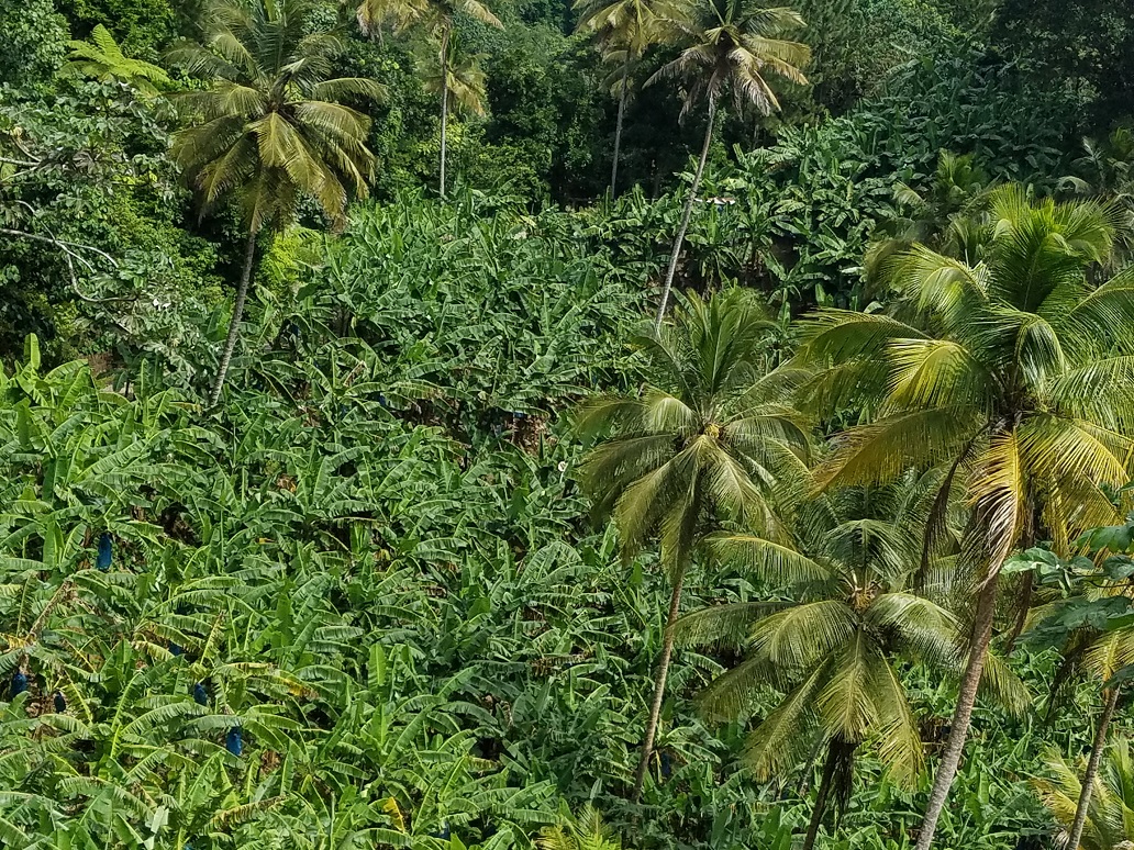 Agriculture Land For Sale St Lucia, LC