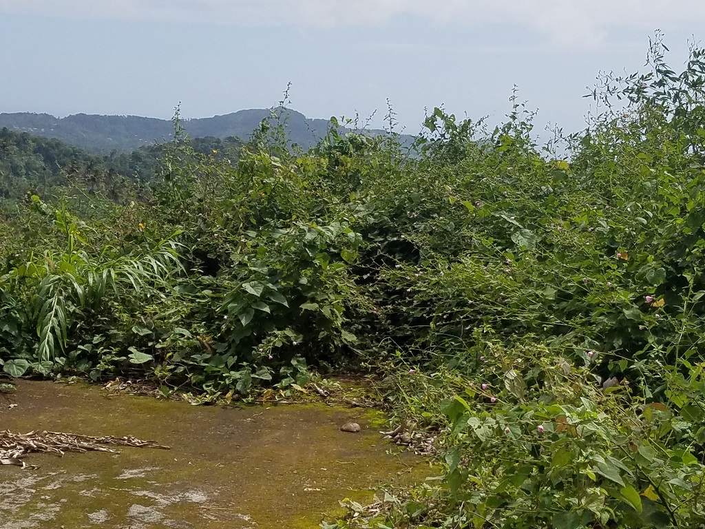 uy agricltural land for sale in st lucia with fruit trees