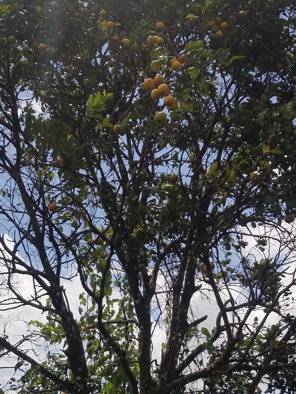 st lucia agriculture land for sale with fruit trees