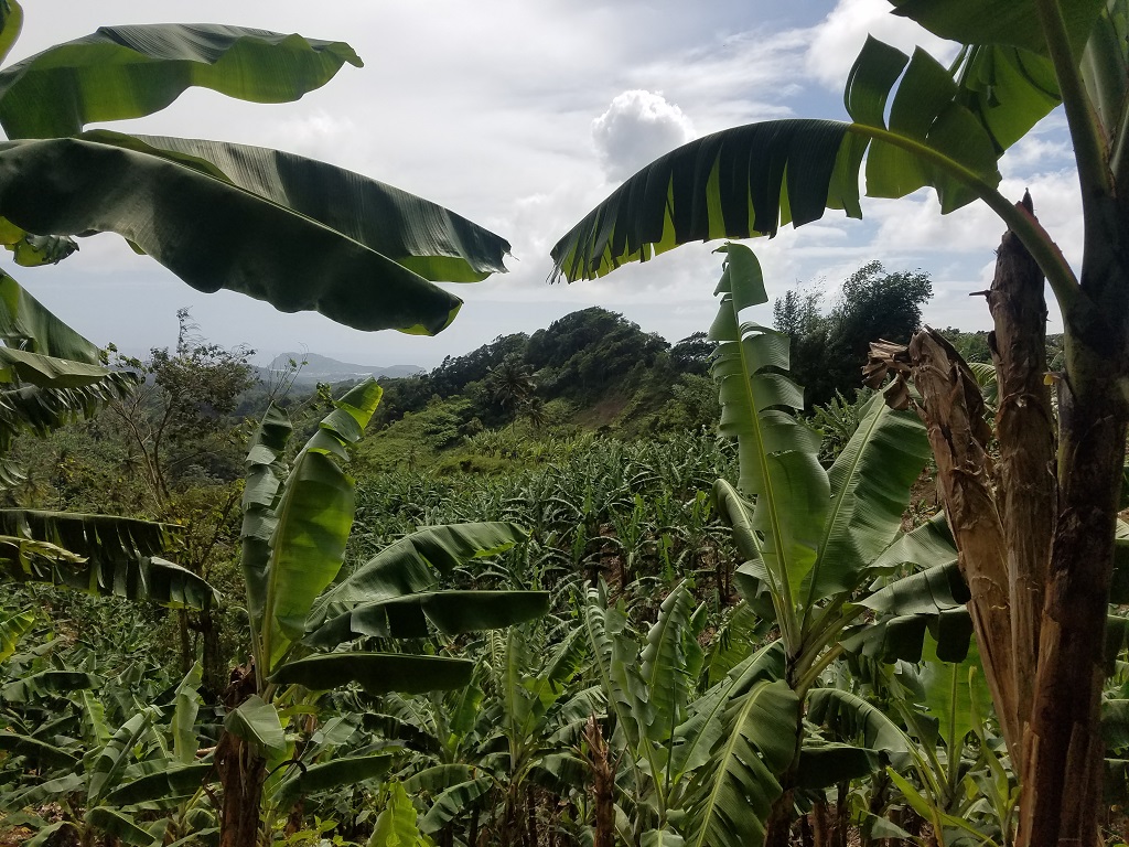 buying farm land in st lucia