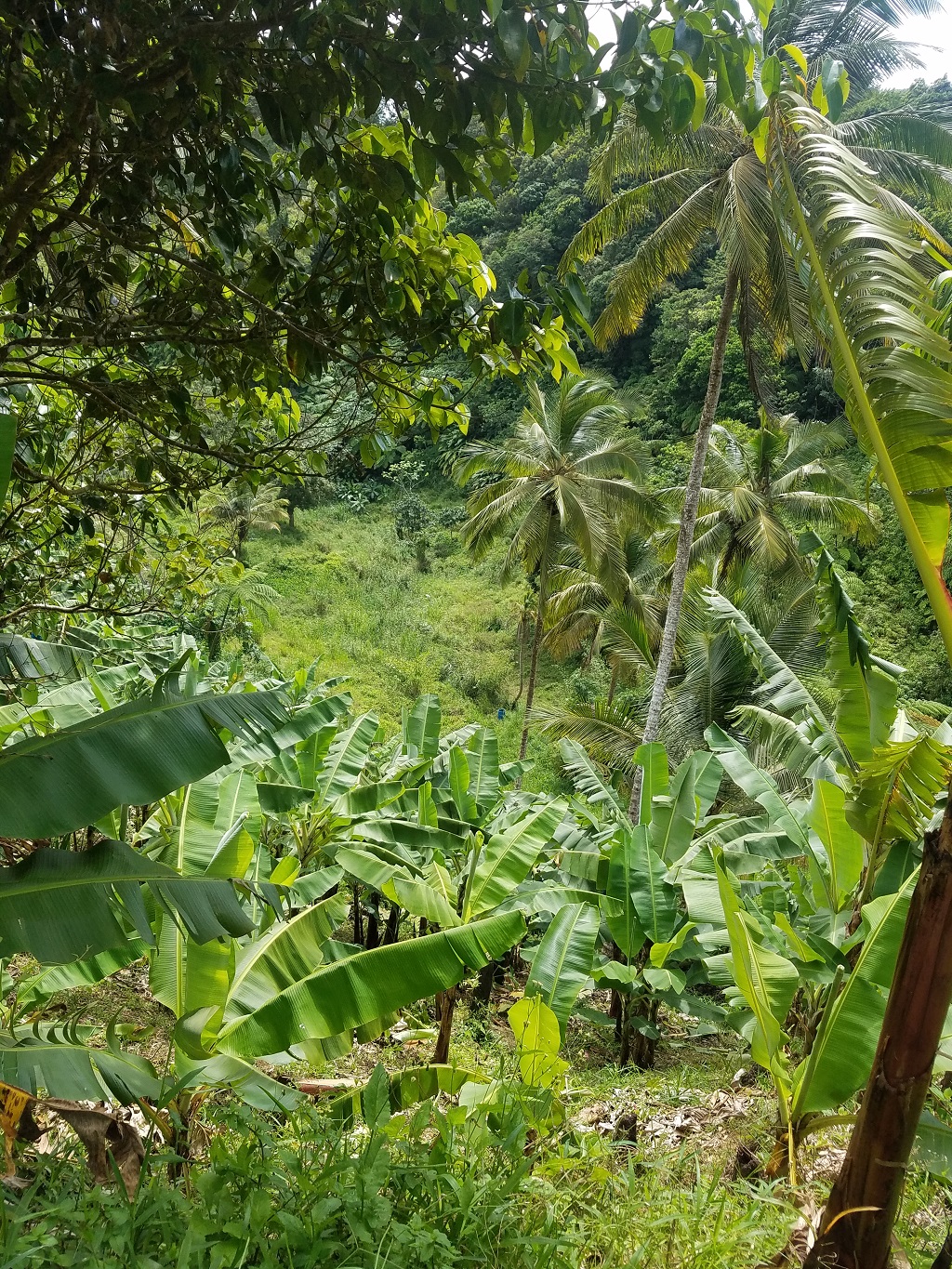 buy farm land for sale st lucia