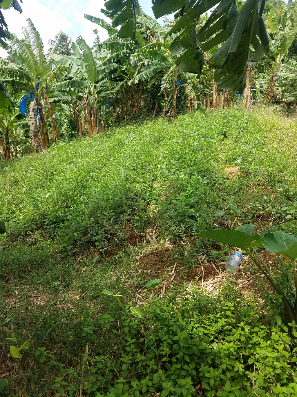 agricultural lands for sale saint lucia