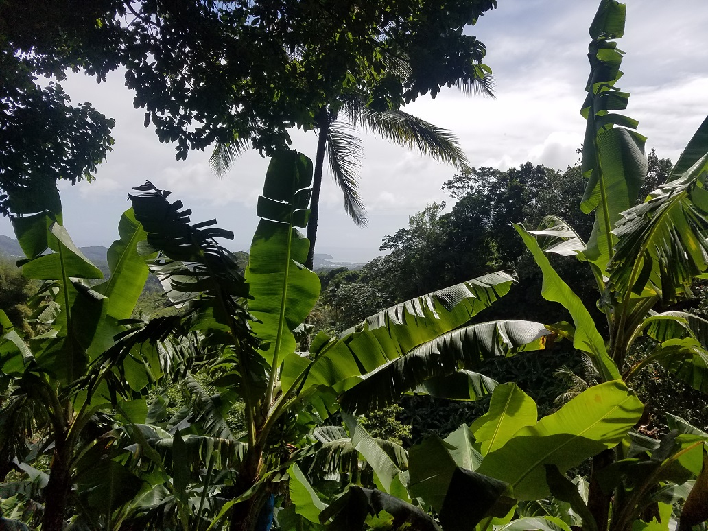saint lucia farm land for sale