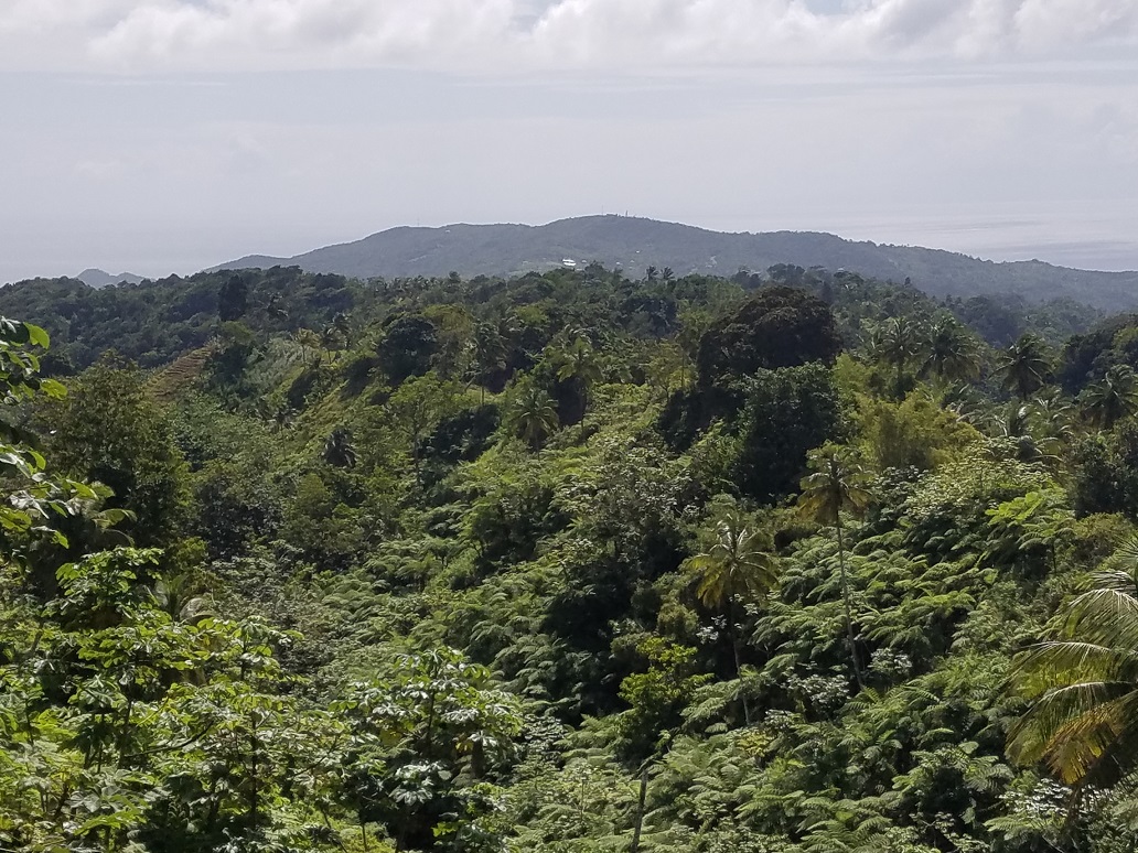 farm land for sale st lucia