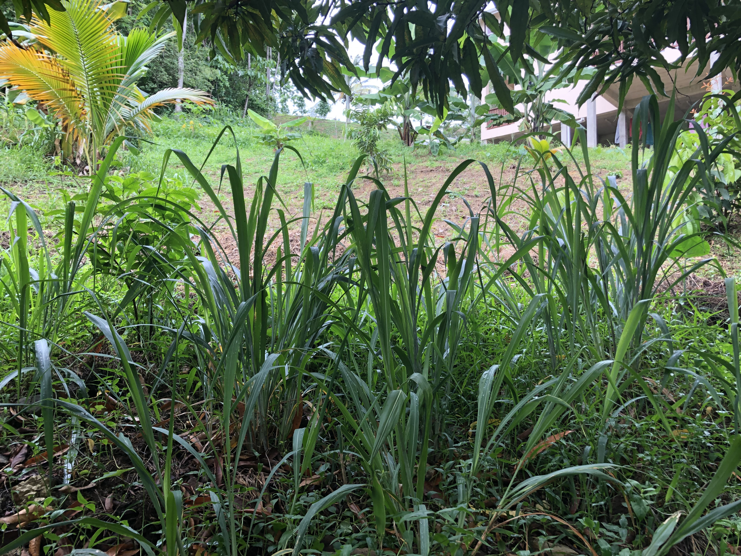 6499F4F0-1436-488E-B726-7A0D9FE3A6B1 land for sale at sunny acres castries st lucia with views