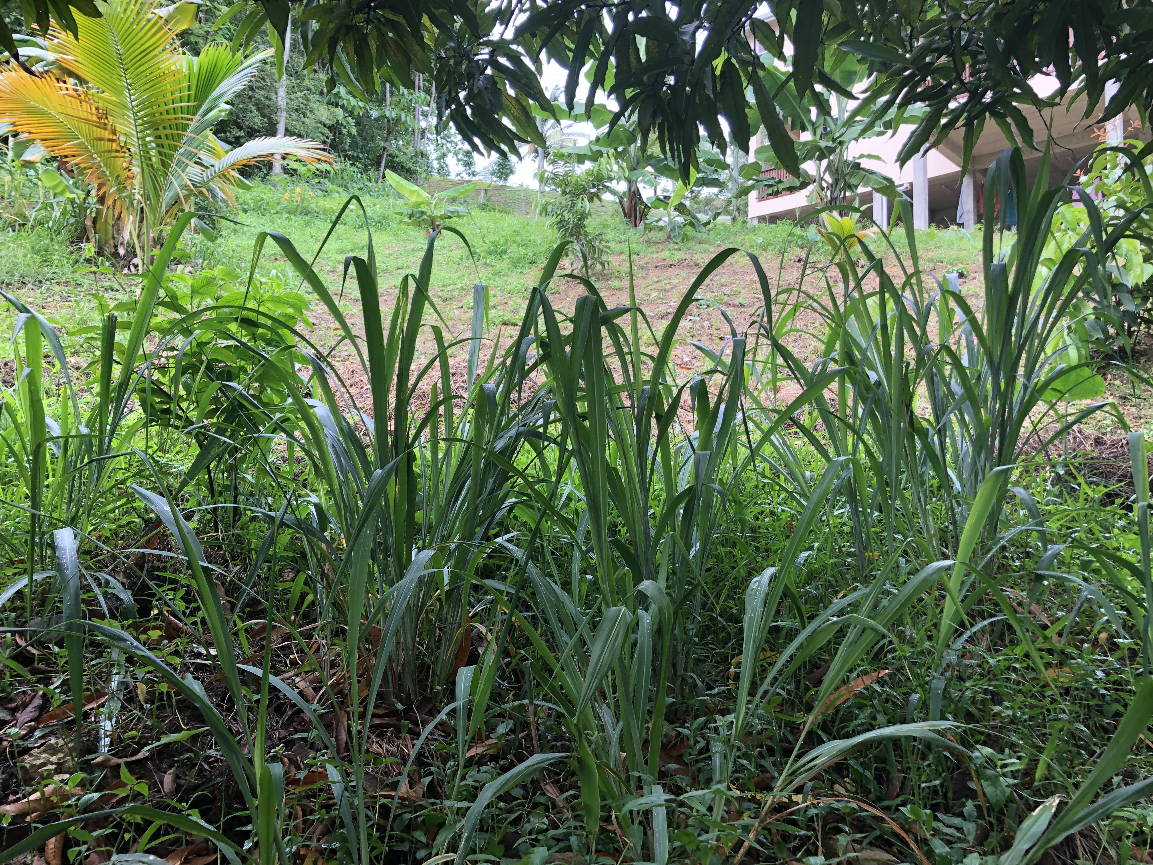 land for sale at sunny acres castries st lucia with views