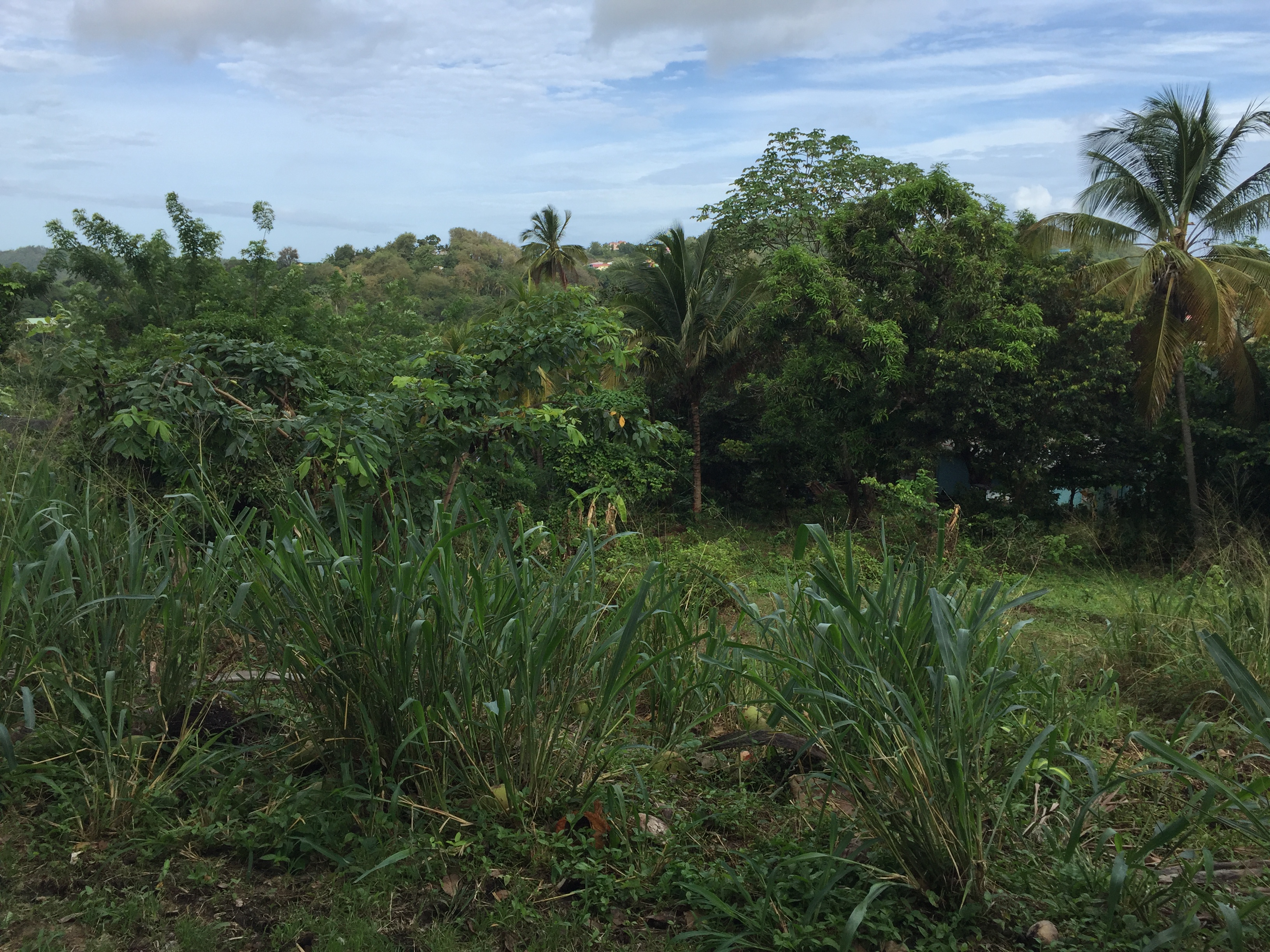 st. lucia cap estate land for sale