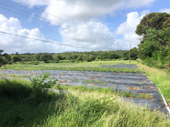 land for sale in micoud