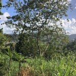 6,300 Sq. Ft. Land For Sale at Goodlands, Castries