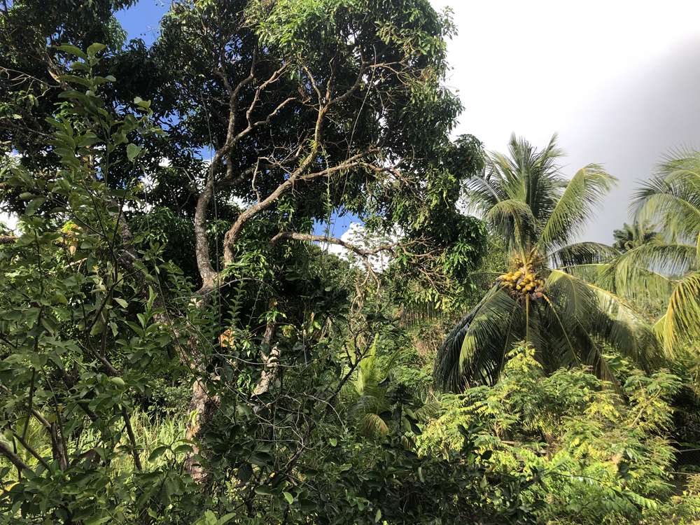buying a house in st lucia canaries