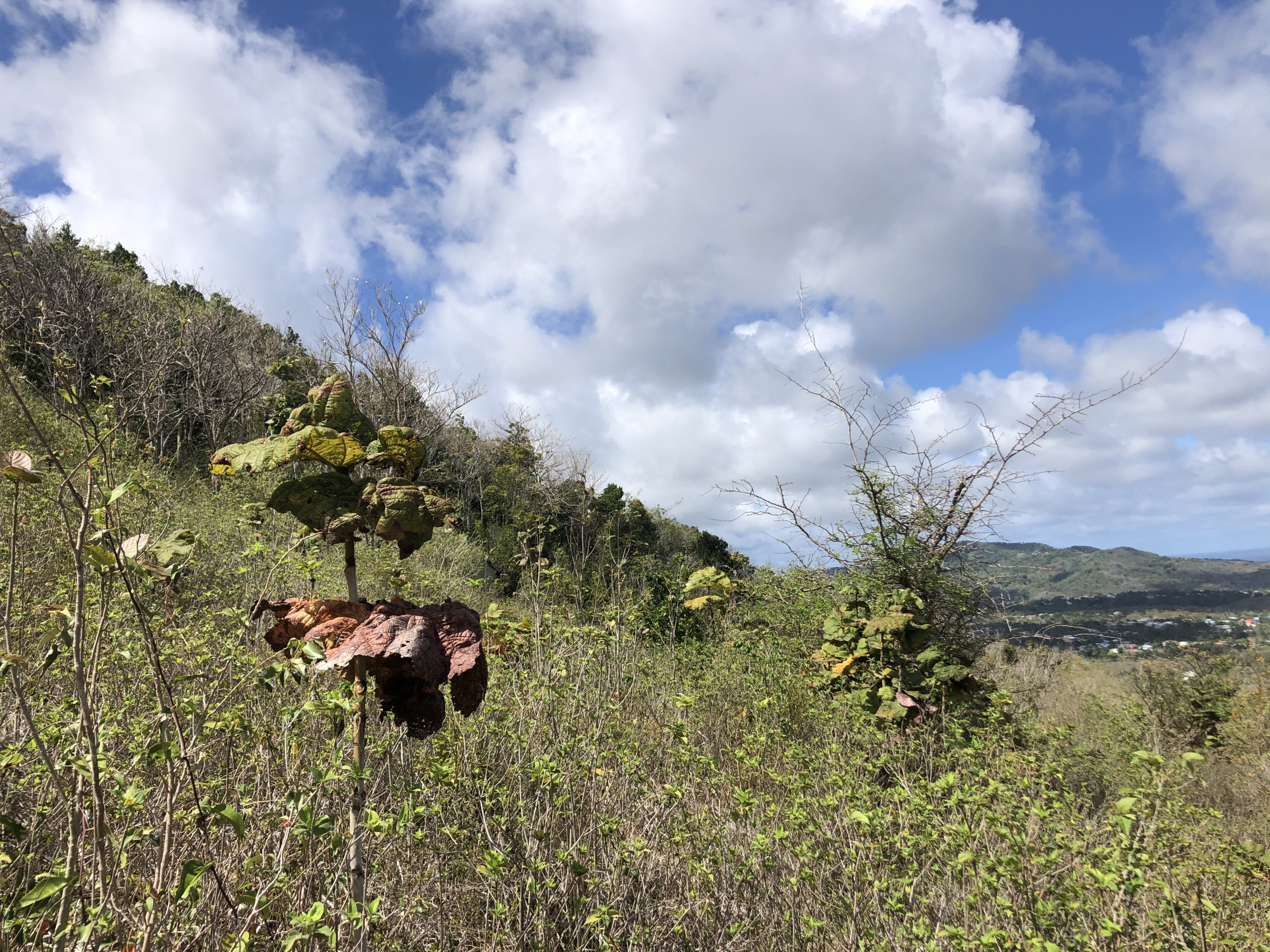 Scenic Land for Sale at Morne LeBlanc, Laborie, St. Lucia
