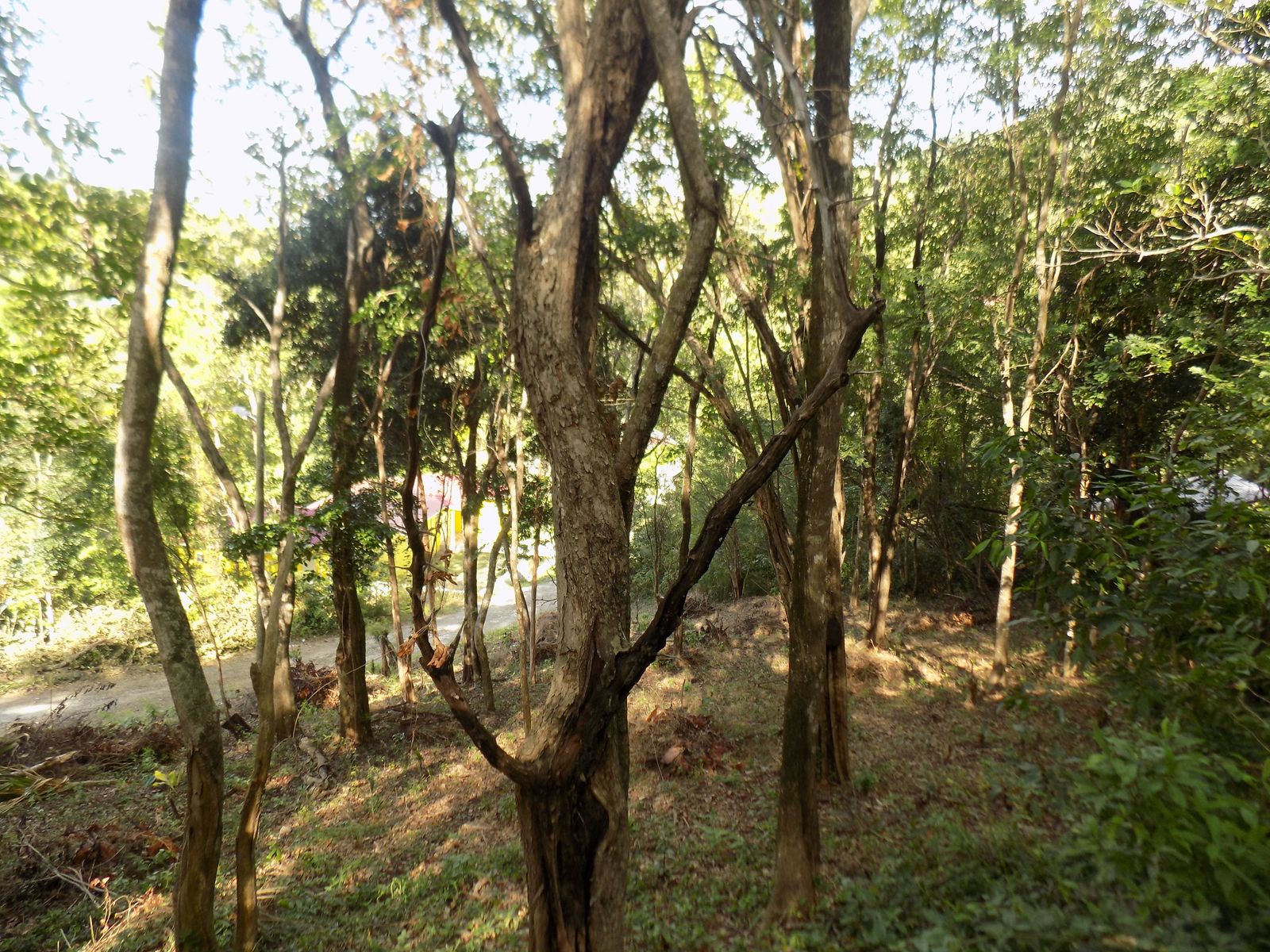 land for sale in St Lucia : St lucia real estate monchy tress