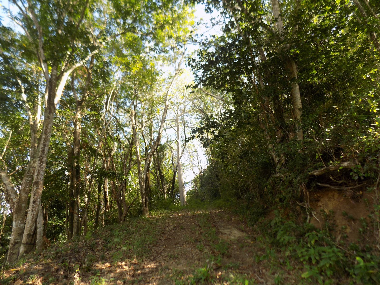 land for sale in St Lucia : St lucia real estate monchy 3