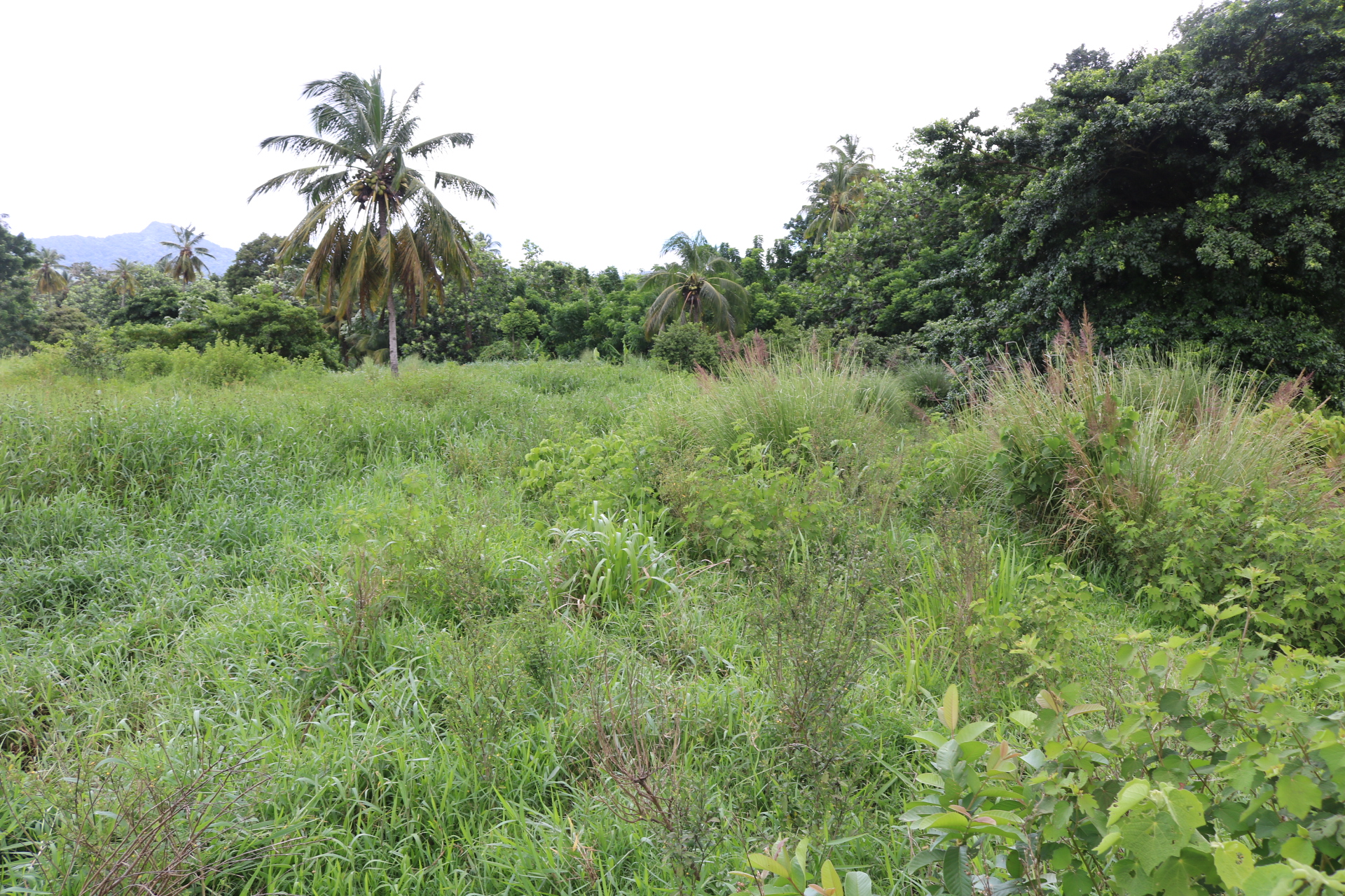 St Lucia Real Estate farm land for sale flat
