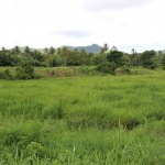 5 Acres Farm Land with 2 Ponds For Sale in Dennery