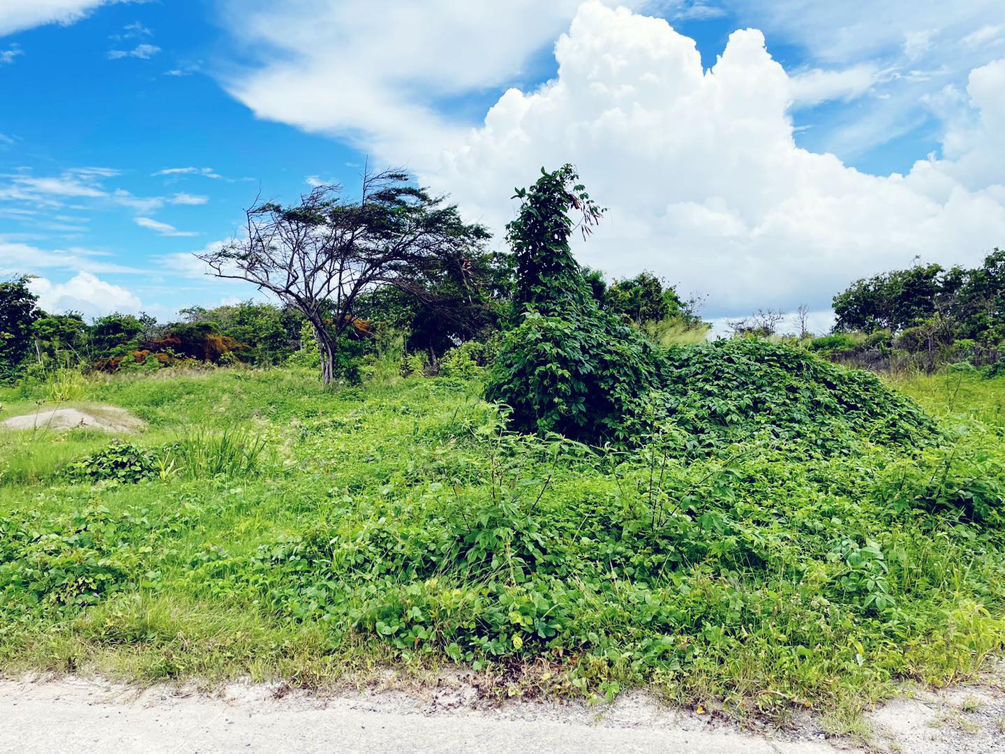 flat land for sale in vieux fort st lucia