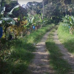 6 acres farm land for sale in micoud st lucia