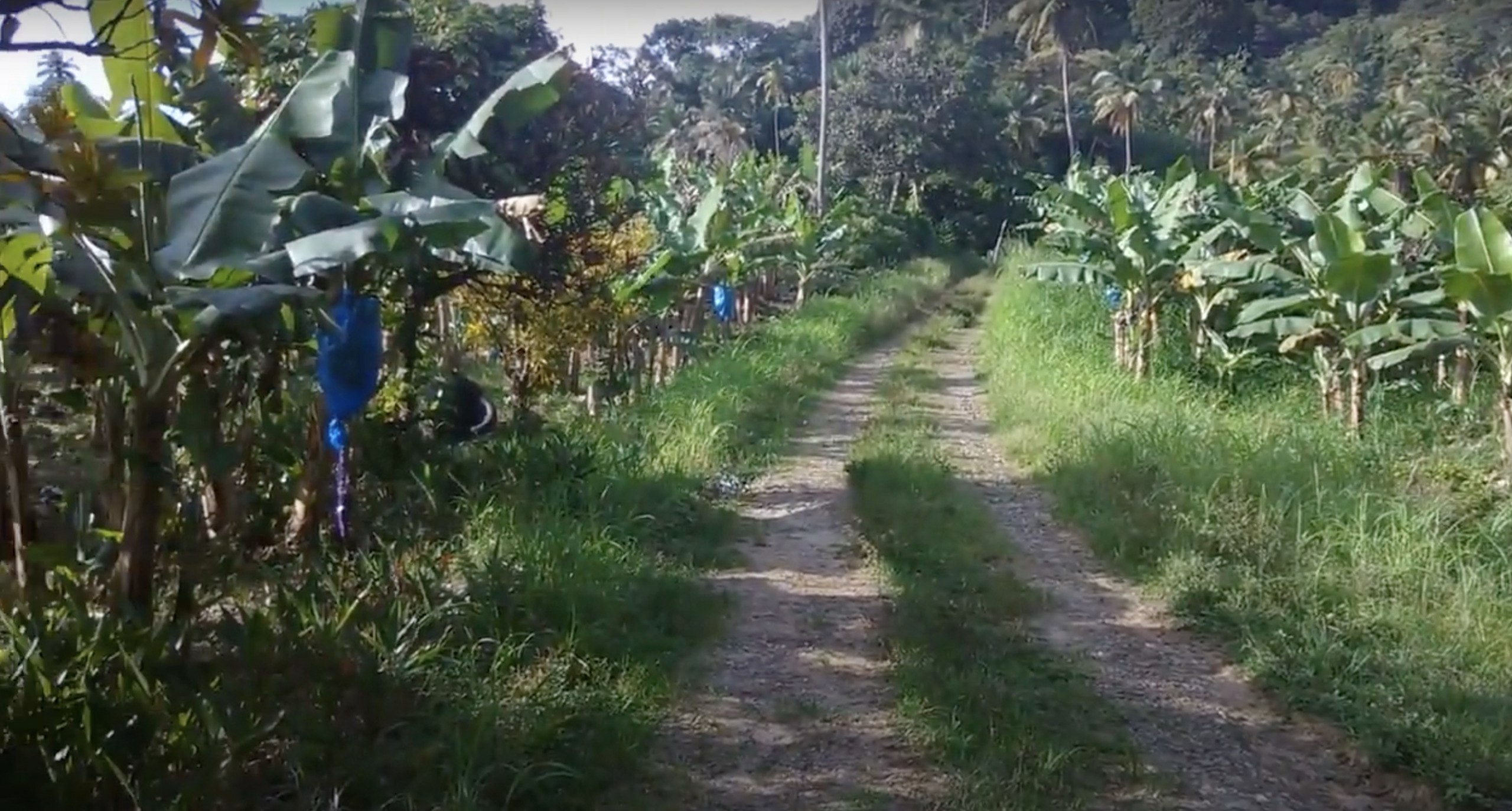 6 Acres Agricultural Land For Sale In Micoud St Lucia