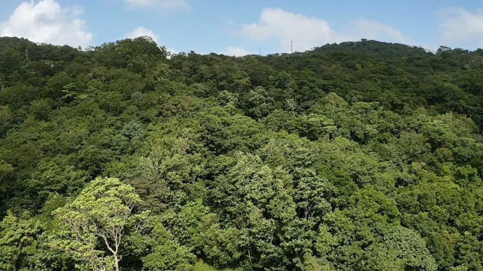 land for sale in boguis babonneau with trees