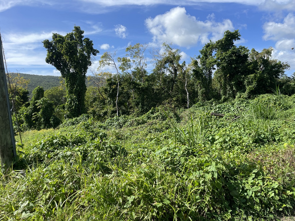 land for sale in Augier vieux fort