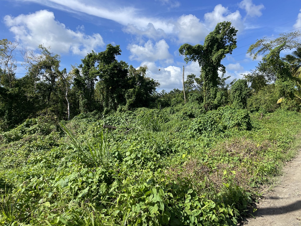 land for sale in st lucia 2023