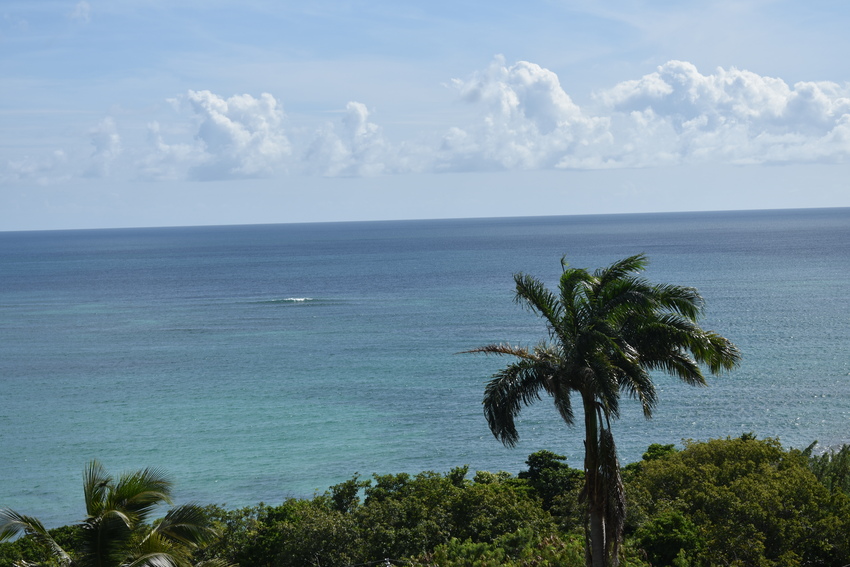 House for salen St lucia laborie Real Estate plam tree