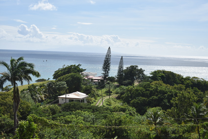House for sale in palm trees St lucia Carellie Real Estate