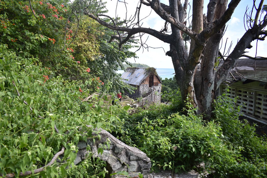 House for sale in St lucia Carellie Real Estate tree