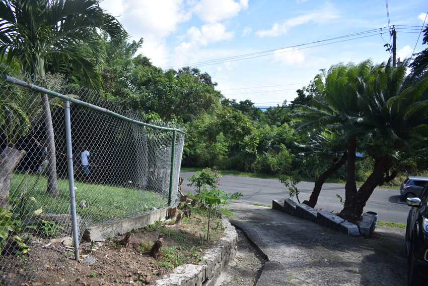House for sale in St lucia Carellie Real Estate palm