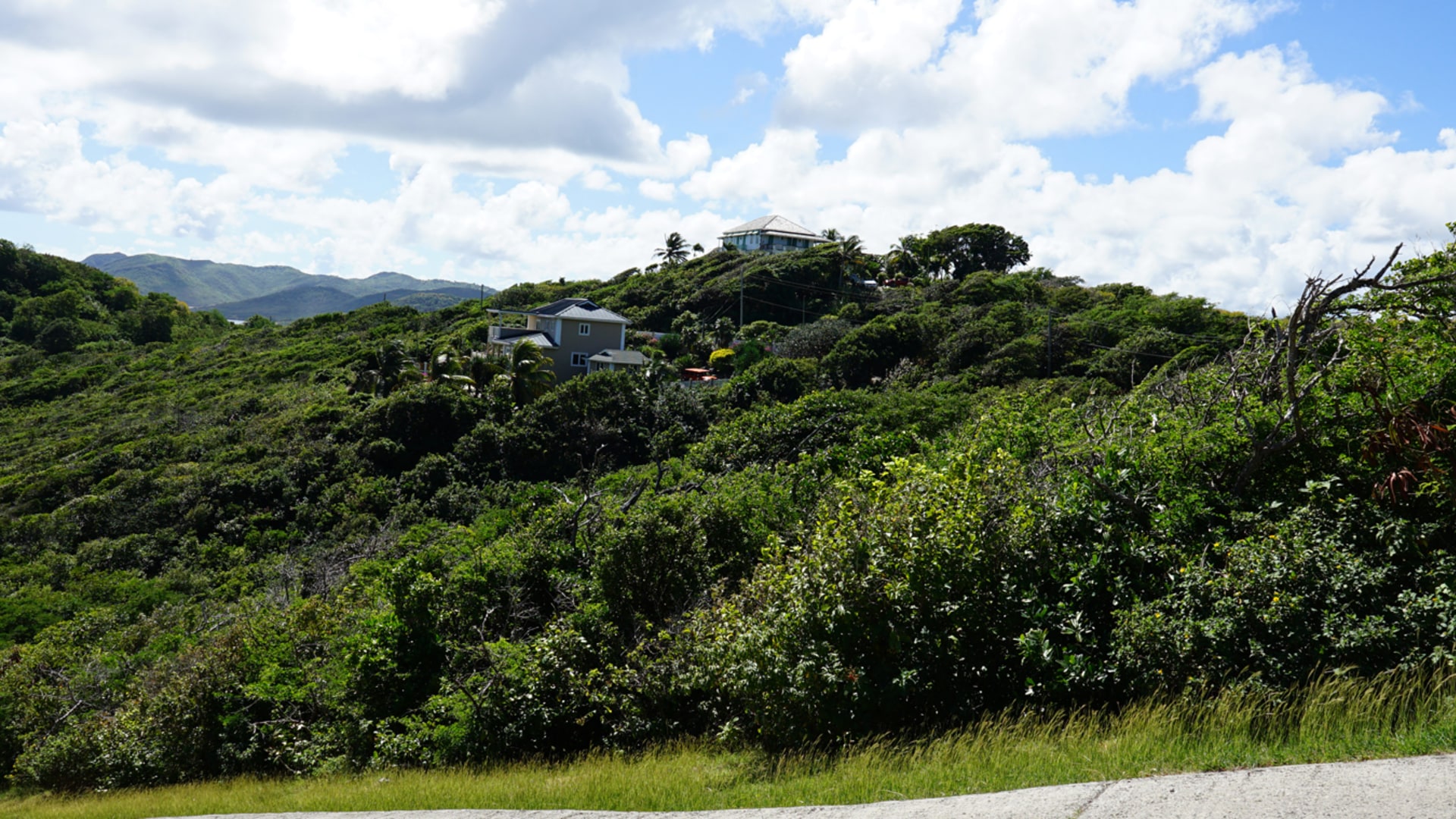 st lucia real estate anse gale trees