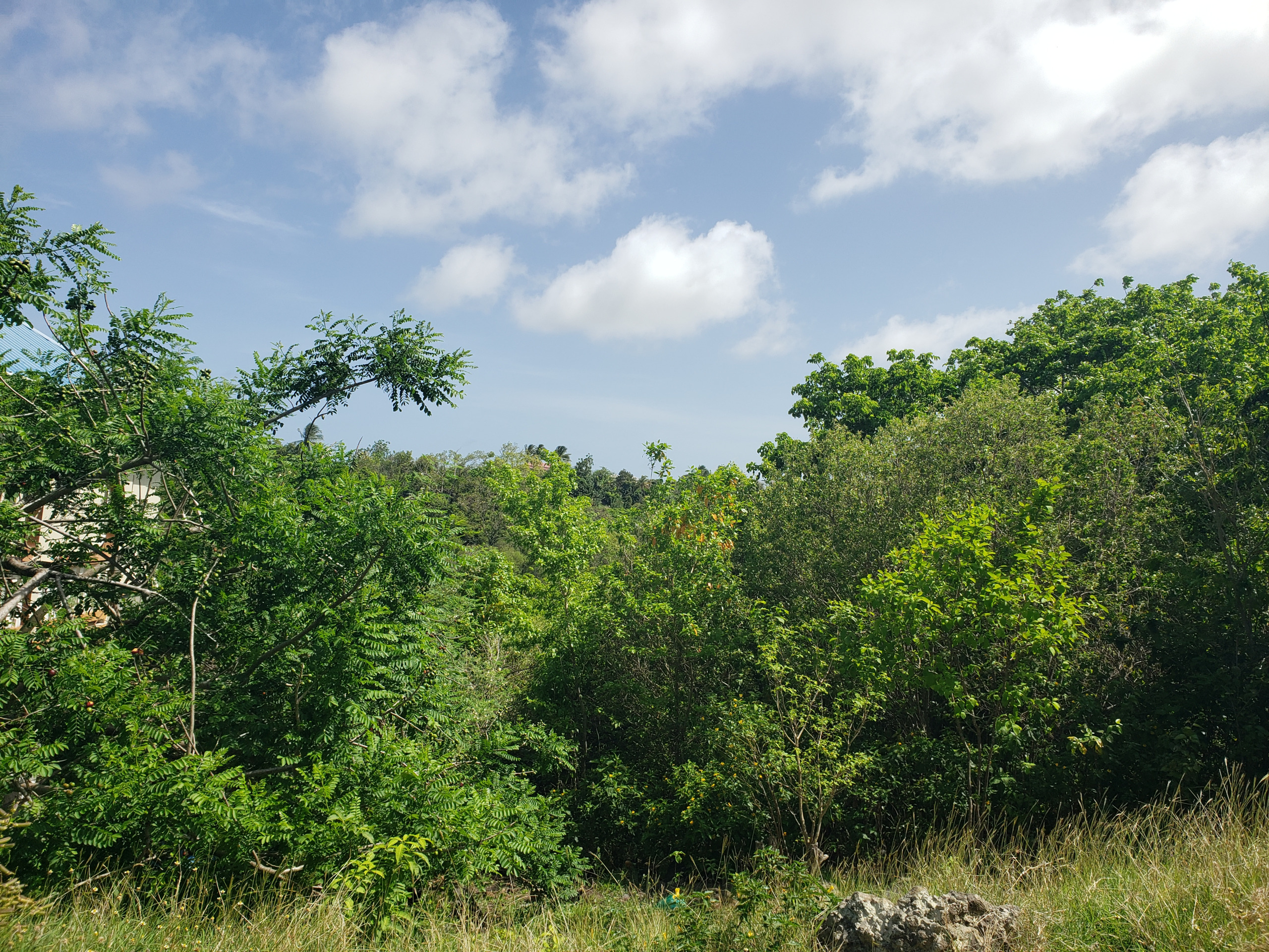 st lucia real estate Side By Side Lots at Ti Rocher, Micoud tress
